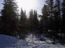 1 Acre Lot