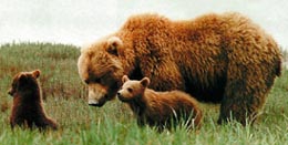 Bear with Cubs